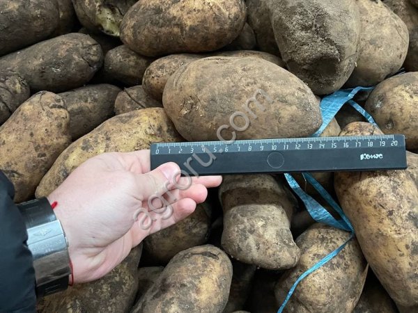 Картофель белый/красный 2 сорт