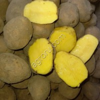 Картофель оптом от производителя