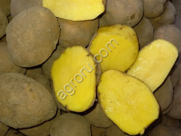 Картофель оптом от производителя