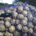 семенной картофель