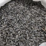 Подсолнечник калиброванный