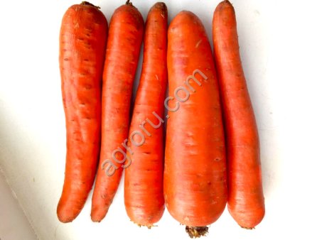 Морковь сорт Абако мытая, крупная, некондиция оптом