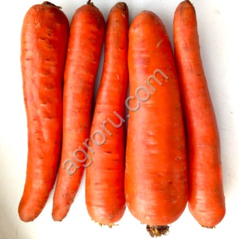 Морковь сорт Абако мытая, крупная, некондиция оптом