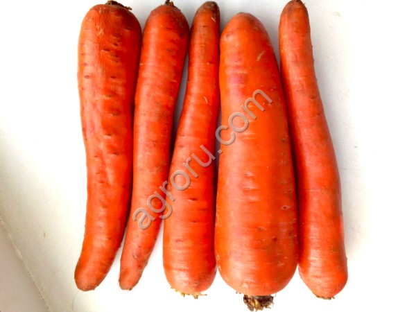 Морковь сорт Абако мытая, крупная, некондиция оптом
