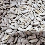 Ядро подсолнечника натуральное, сырое, продовольственное