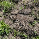 Сельхоз земля