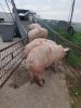 Поросята 7-50 кг (с Комплекса)