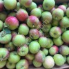 Яблоко летнее Пирос калибр 65+
