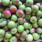 Яблоко летнее Пирос калибр 65+