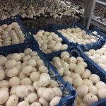 Шампиньоны Сежие