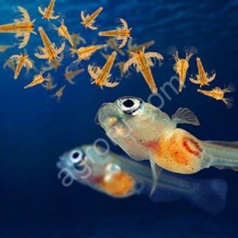 Активатор цист рачка Артемии