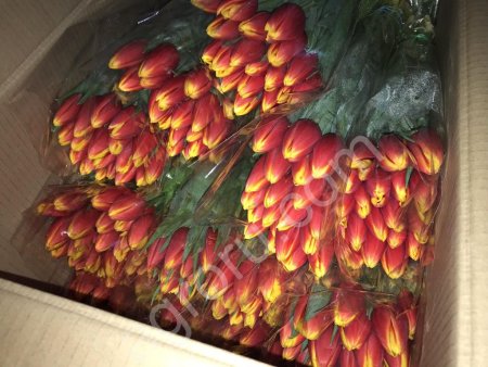 Тюльпаны СТРОНГ ГОЛД.