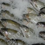 Льдогенератор чешуйчатого льда судовой FR-5 тонн/сутки