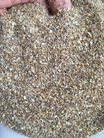 Ракушка кормовая Каспийская