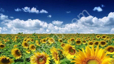 Подсолнечник сорт Алтай