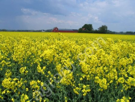 Рапс яровой