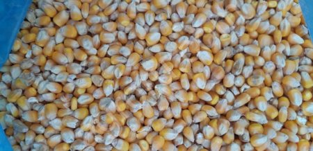 Кукуруза от Производителя