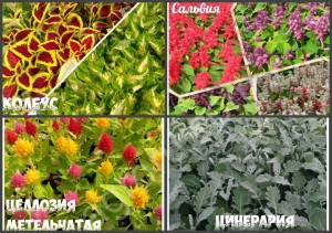 Рассада однолетних цветов!!!