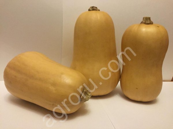 Тыква Матильда,Плуто.