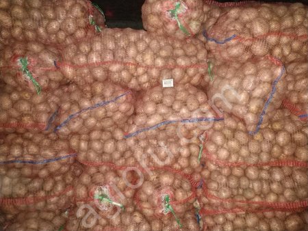 Картофель сорт Гала