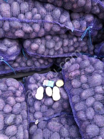 Картофель розара, бриз, винета оптом 5+ от производителя