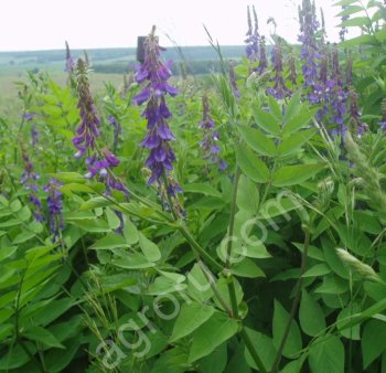 Козлятник восточный Гале 1,5