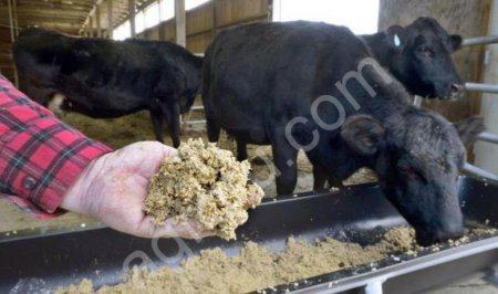 Пивная дробина свежая