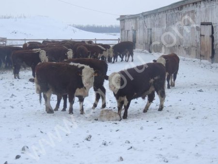 Герефорд КРС