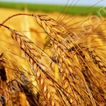 Пшеница Фуражная