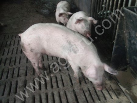 Живок свинины 1,2 категория