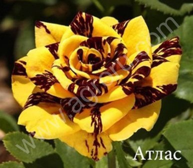 Саженцы РОЗ