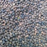 Семена Клевера Люцерны Тимофеевки Костра Овсяницы Горчицы Эспарцета Фацелии Синяка Райграса Овсяницы