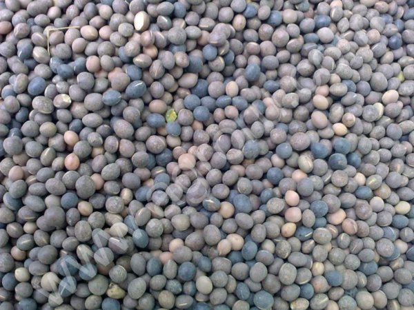 Семена Клевера Люцерны Тимофеевки Костра Овсяницы Горчицы Эспарцета Фацелии Синяка Райграса Овсяницы