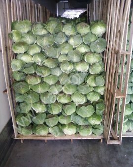 капуста урожай 2013 года