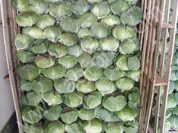 капуста урожай 2013 года