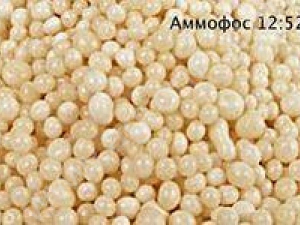 АММОФОС