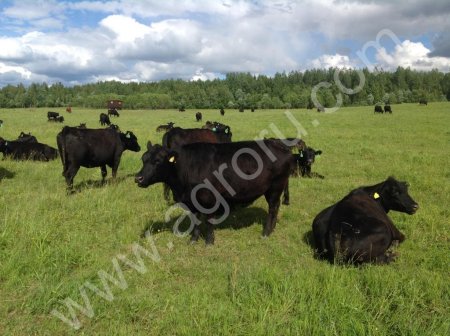Телки и нетели абердин-ангусской породы.