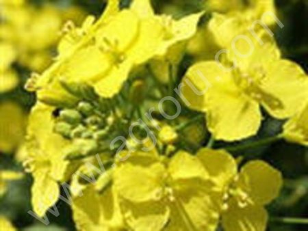 Микроудобрения для озимого рапса