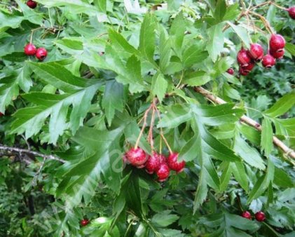 БОЯРЫШНИК-саженцыи и семена  -ДВ ФЛОРА