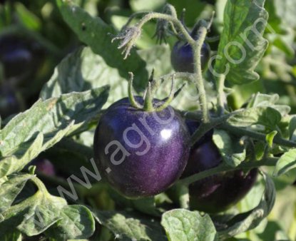 Коллекционные семена редких растений.