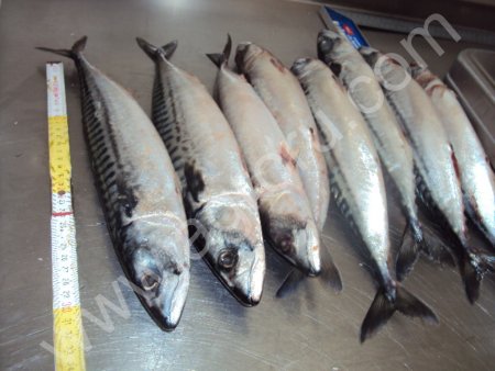 Морская рыба . Скумбрия ,сардина , сардинелла свежемороженая.