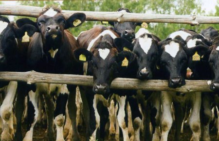 Смоленские власти в 2011 году на поддержку животноводства направили 213 млн руб