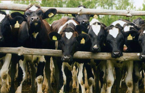 Смоленские власти в 2011 году на поддержку животноводства направили 213 млн руб