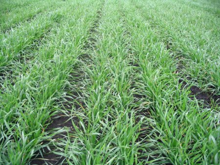 Важный фактор повышения урожайности