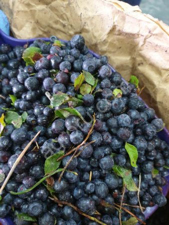 Черника быстрозамороженная