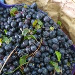 Черника быстрозамороженная