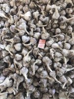 <strong>Чеснок</strong> Сорт Любаша