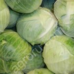 Капуста Белокочанная