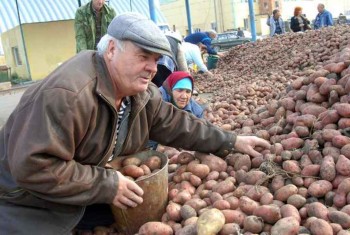На картофельной ярмарке в Екатеринбурге продали около 6 тонн картошки