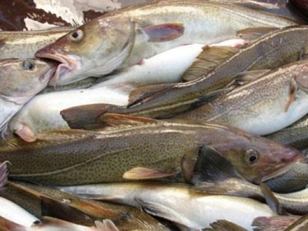 В магазинах дорожает рыба